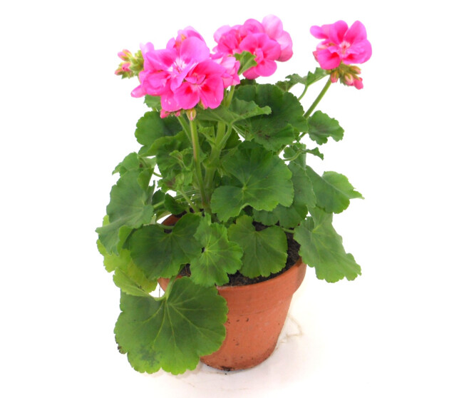 GERANIUM ZONAL P TERRE