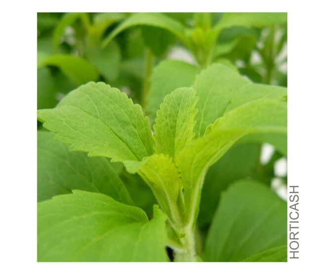 STEVIA