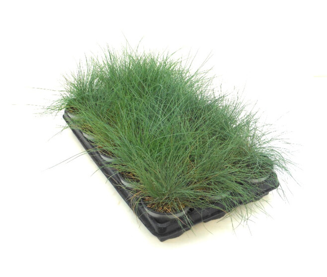 FESTUCA