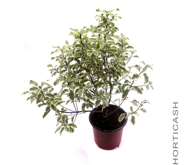 PITTOSPORUM