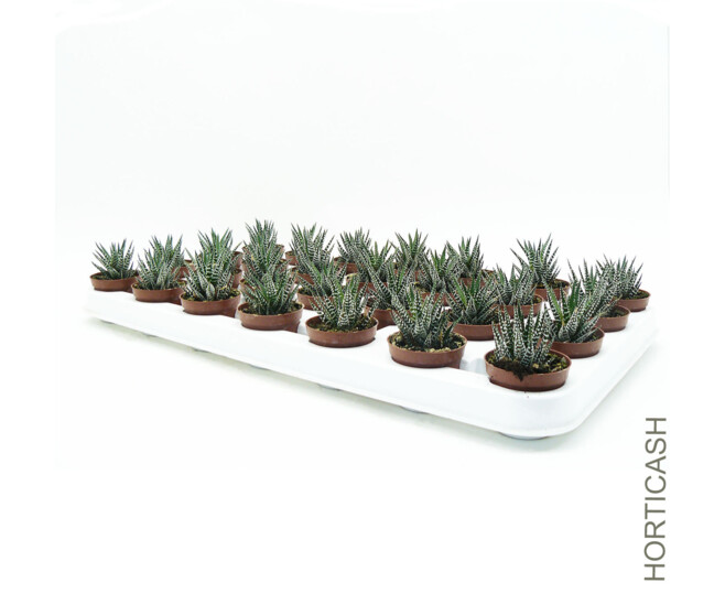 CACTUS HAWORTHIA BIG BAND