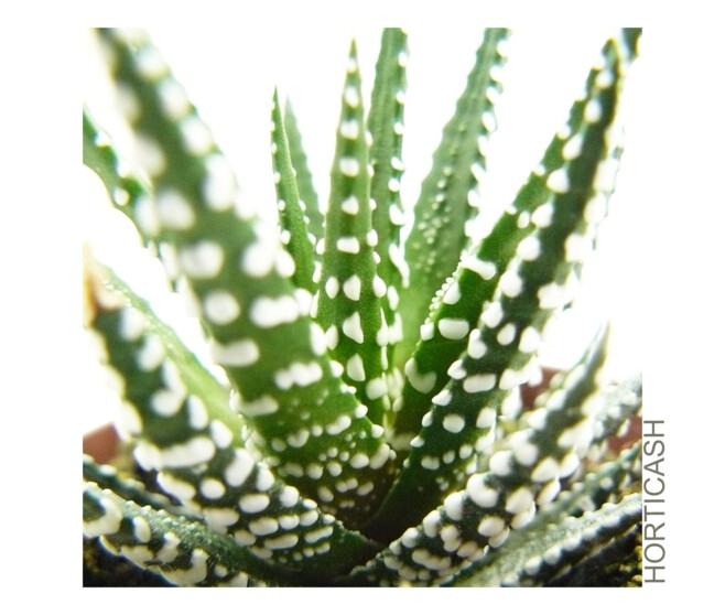 CACTUS HAWORTHIA BIG BAND