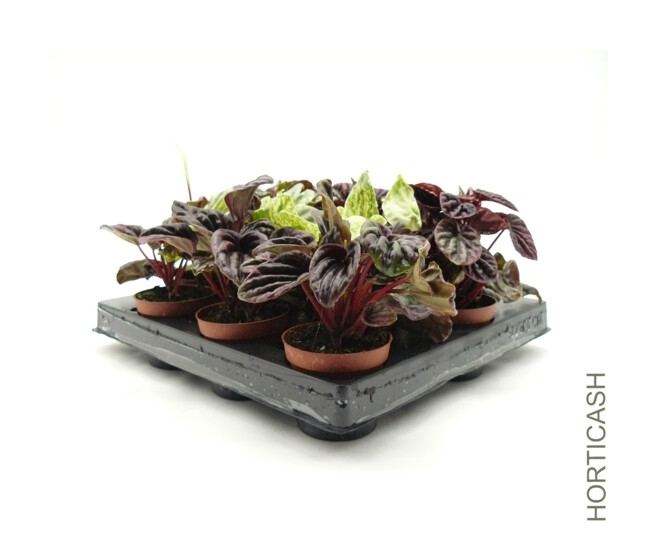 PEPEROMIA CAPERATA