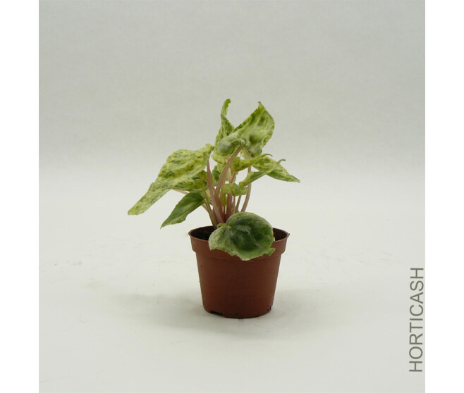 PEPEROMIA CAPERATA