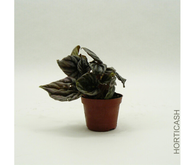 PEPEROMIA CAPERATA