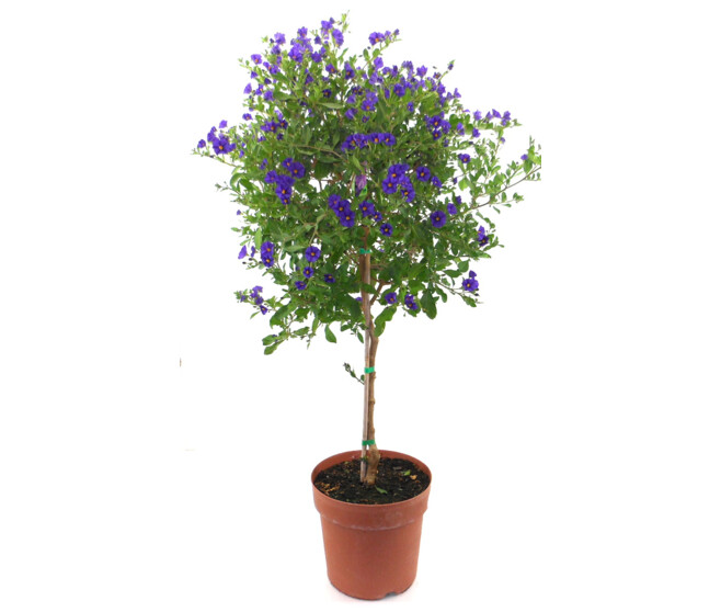 SOLANUM RANTONNETII TIGE