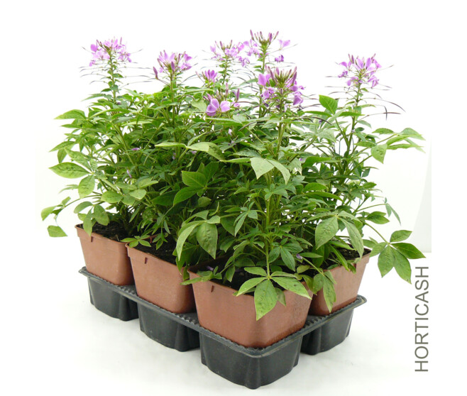CLEOME VARIES