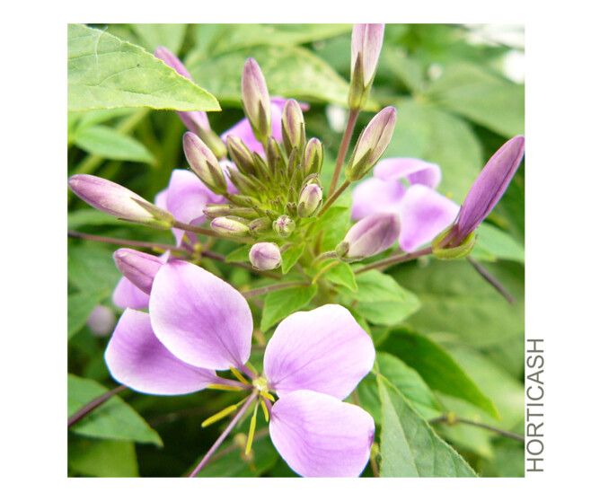 CLEOME VARIES