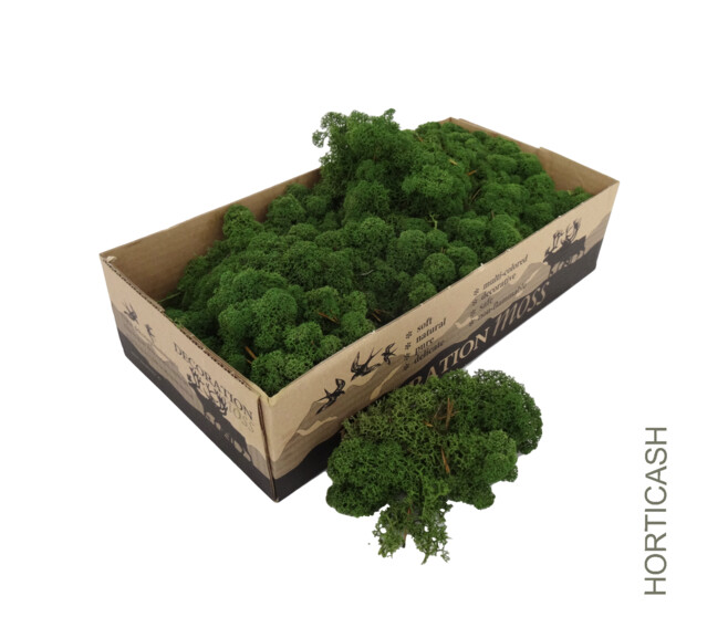 MOUSSE LICHEN 500G VERT MOUSSE