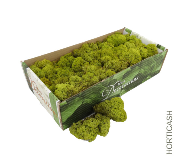 MOUSSE LICHEN 500G VERT CLAIR