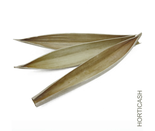 PALM BOAT 3P NATUREL x3