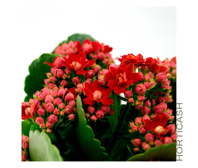 KALANCHOE FL DBLE