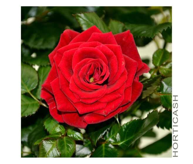 ROSIER PALACE &