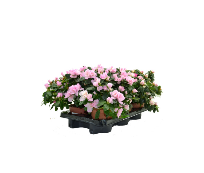 AZALEE INDICA 25CM &