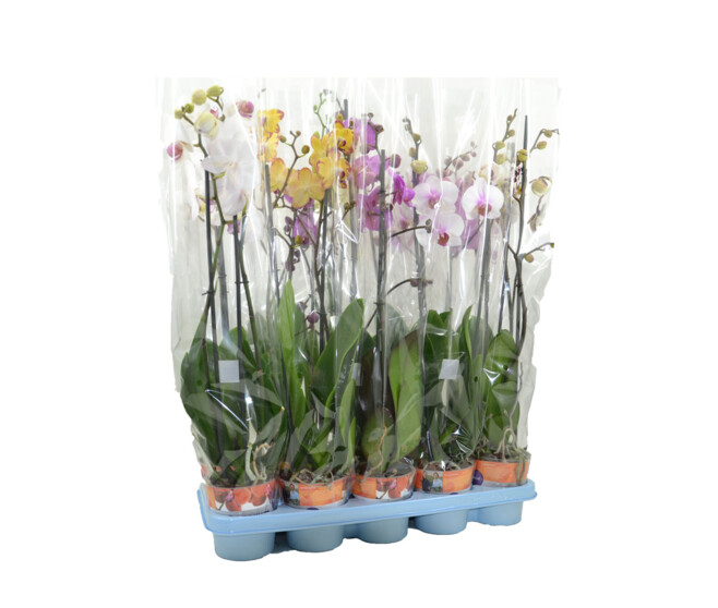 PHALAENOPSIS 2BR EXTRA 16FL+