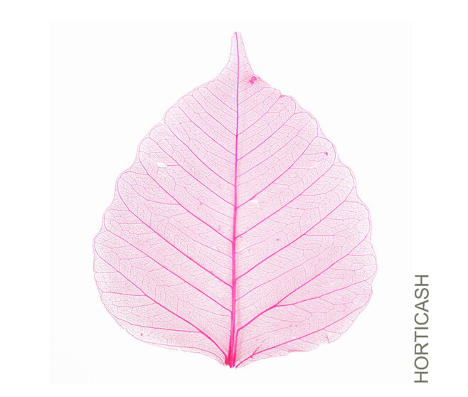 SKELETON LEAVES ROSE CLAIR X200PCS