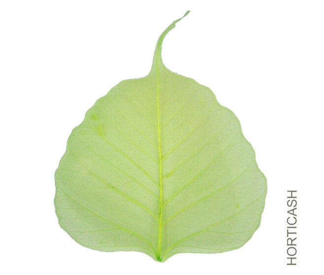 SKELETON LEAVES VERT POMME X200PCS x200