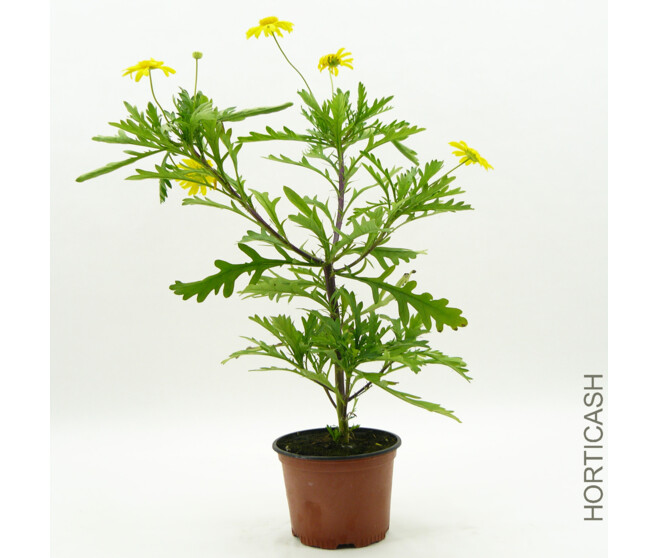 EURYOPS VERT