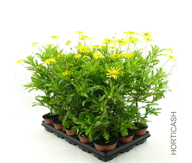 EURYOPS VERT