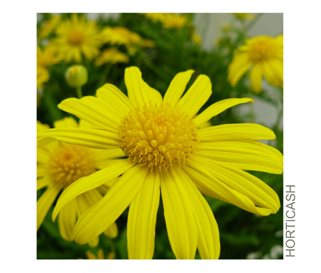 EURYOPS VERT