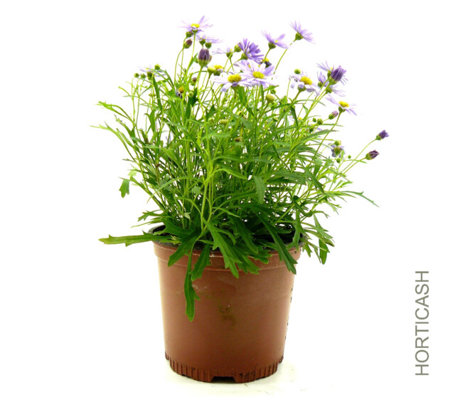 BRACHYSCOME MAUVE