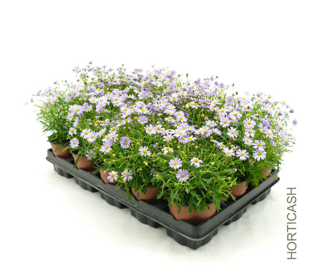 BRACHYSCOME MAUVE