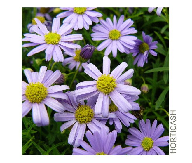 BRACHYSCOME MAUVE