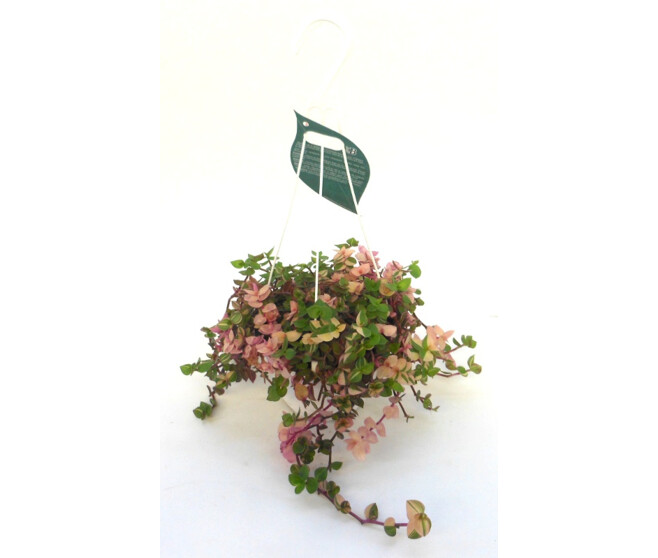 TRADESCANTIA CALLISIA SUSP