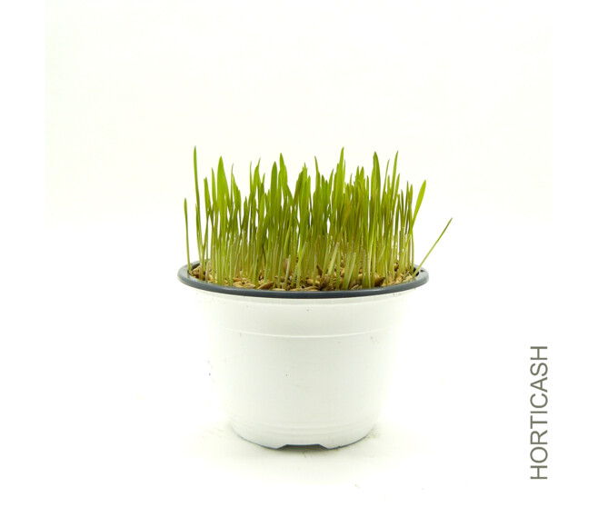 HERBE A CHAT