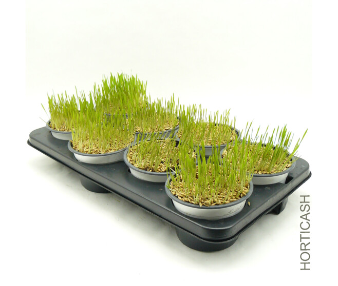 HERBE A CHAT