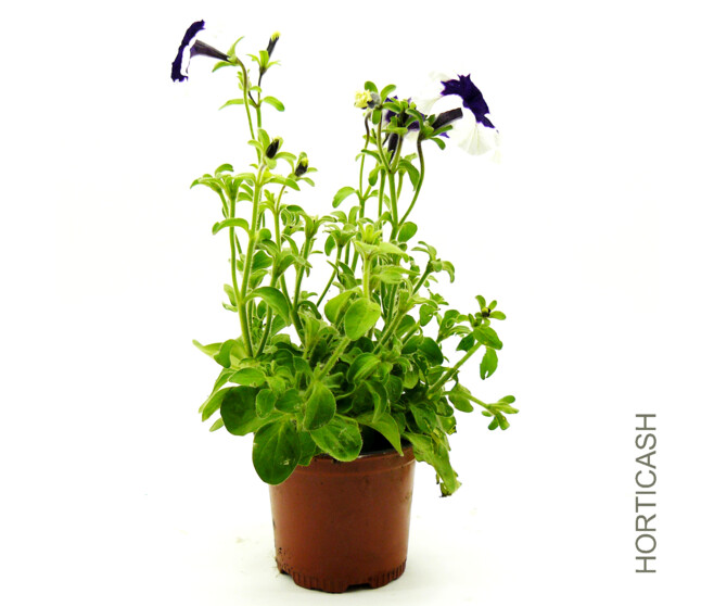 PETUNIA MASSIF