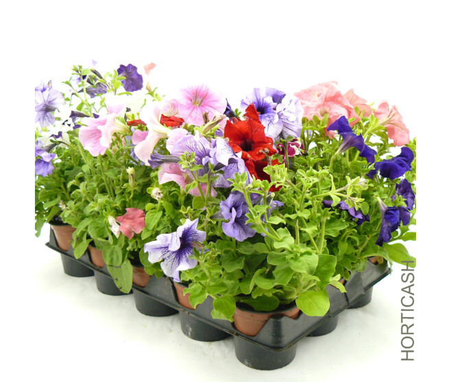PETUNIA MASSIF