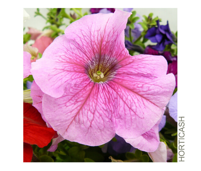 PETUNIA MASSIF