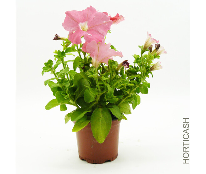 PETUNIA MASSIF