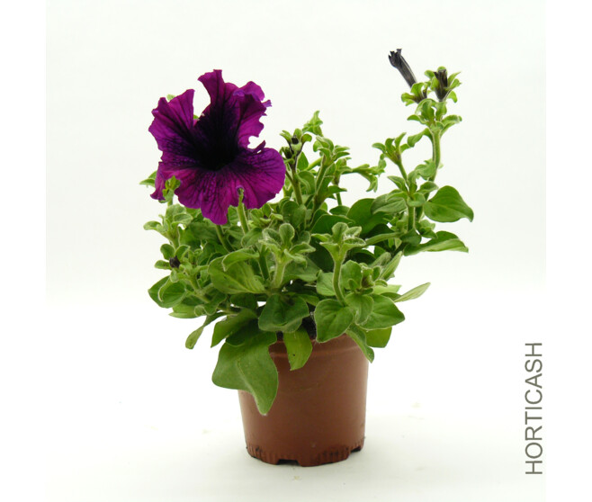 PETUNIA MASSIF