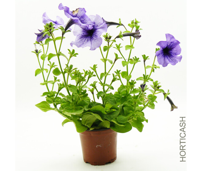 PETUNIA MASSIF