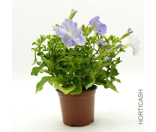 PETUNIA MASSIF