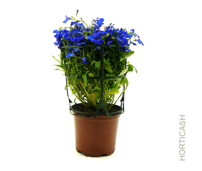 LOBELIA