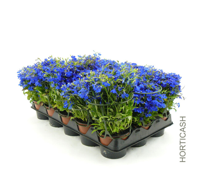LOBELIA