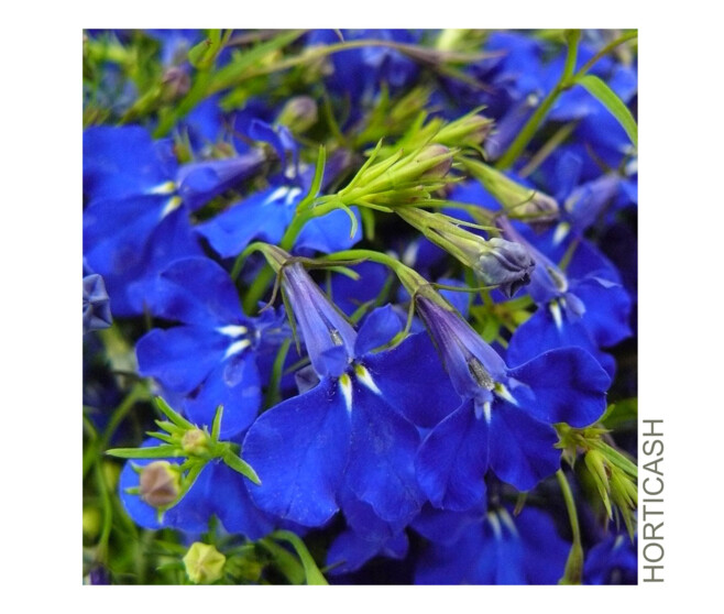 LOBELIA