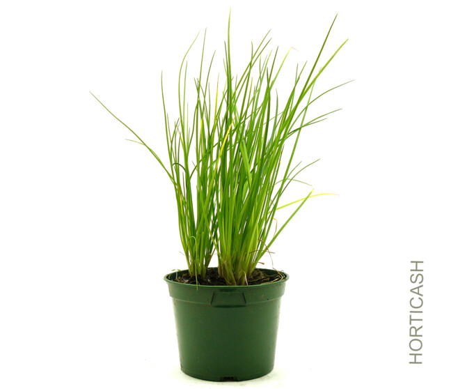 CIBOULETTE BQ10