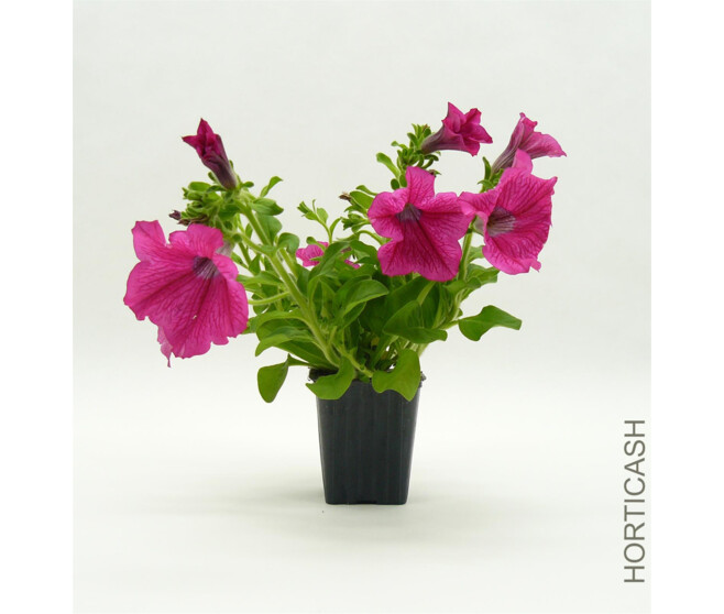 PETUNIA RETOMBANT MASSIF BQ6