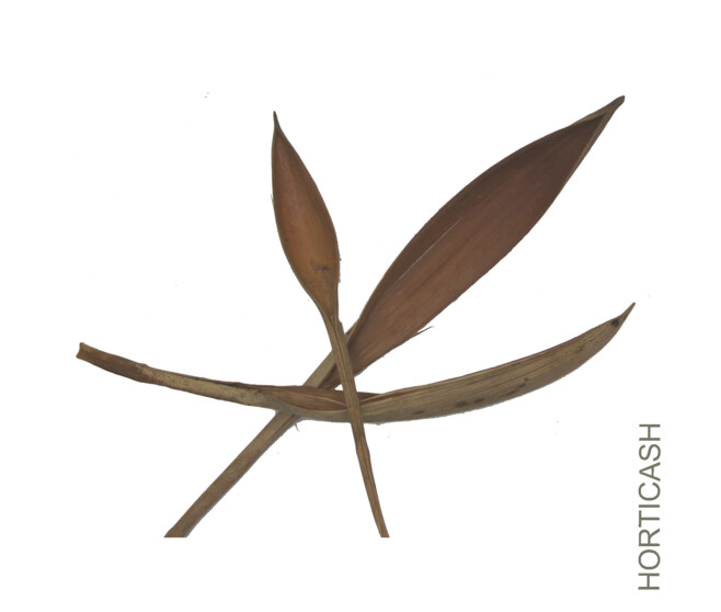 COCO MINI 300G NATUREL
