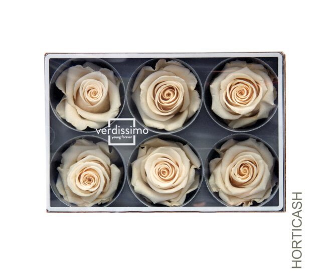 ROSES STABILISEES CHAMPAGNE x6