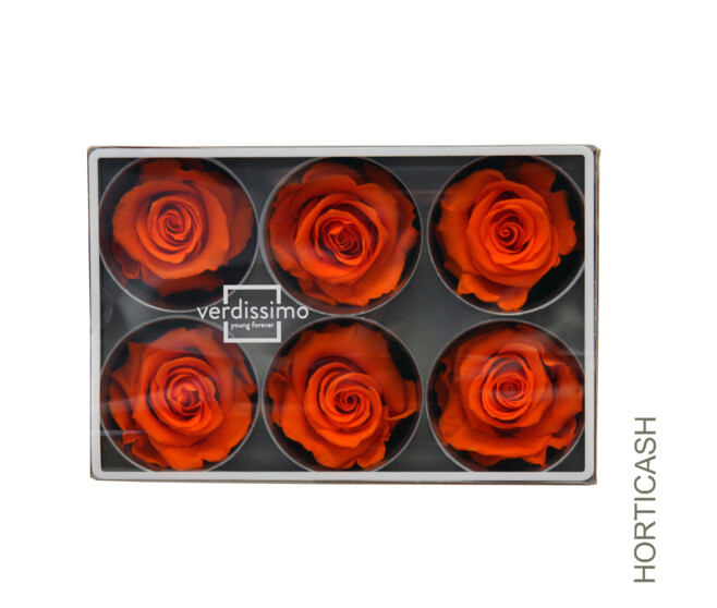 ROSES STABILISEES MILLENIUM ORANGE x6