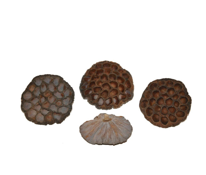 LOTUS EXTRA D10CM x50