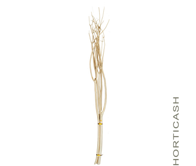 MITSUMATA 120CM  BLANC x3