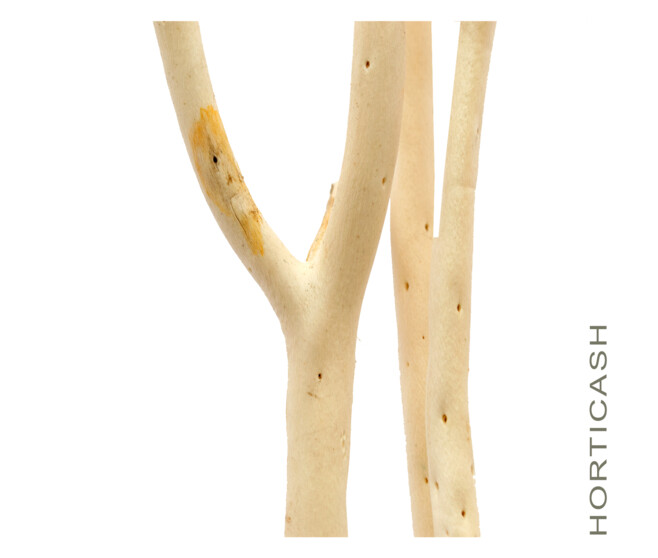 MITSUMATA 120CM  BLANC x3