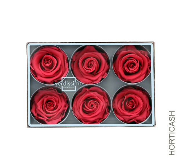 ROSES STABILISEES ROSE FONCE x6