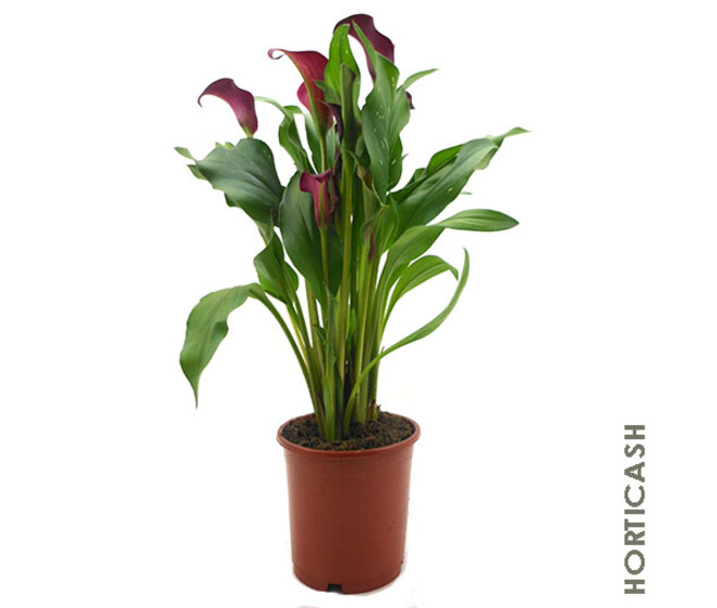 ARUM COULEUR
